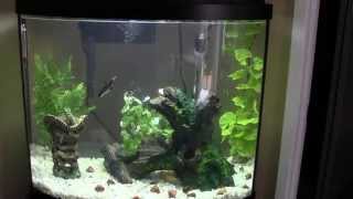 Aqueon 26 gallon bow front aquarium [upl. by Mommy]