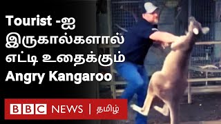 Fighting Kangaroo சுற்றுலாப் பயணியுடன் one to one சண்டையிடும் கோபக்கார கங்காரு Video [upl. by Poock]