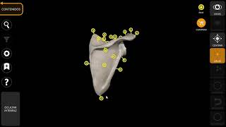 Atlas 3D anatomia miembro inferior y superior ‐ [upl. by Frances]