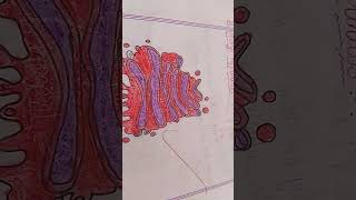 Golgi apparatus easy diagram 🙃🙃 [upl. by Meg420]