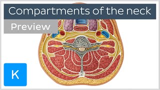 Compartments of the neck preview  Human Anatomy  Kenhub [upl. by Ratep]