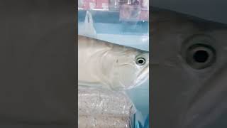 Arowana fish for sale trending pets animals fish rap music [upl. by Atworth]