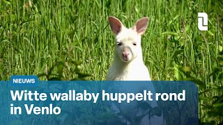 Witte wallaby huppelt rond op Groote Heide in Venlo  L1 Nieuws [upl. by Venu548]