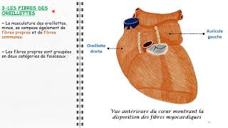 ANATOMIE FMPM ANATOMIE DE LA CONJONCTIVE [upl. by Yole]