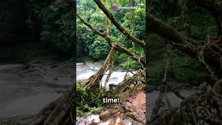 Incredible Living Root Bridges of Meghalaya youtubeshorts [upl. by Nyladnewg]