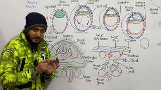 Organogenesis  Neurulation in human embryo  embryonic development  class 12 [upl. by Whitver]