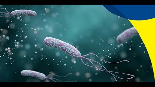 Bacteriología  Campylobacter Helicobacter y Vibrio  180624 [upl. by Sinnal]