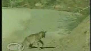 bobcat vs rattlesnake [upl. by Viridi83]