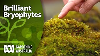 Brilliant Bryophytes  Hornworts Liverworts Mosses  Gardening Australia [upl. by Timon]