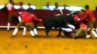 Bullfight in Portugal [upl. by Lutim]