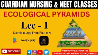 Biology ECOLOGICAL PYRAMIDS Lec 1 [upl. by Erdreid]