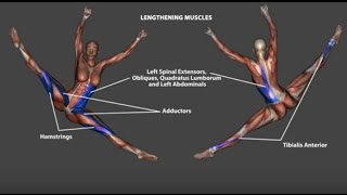 Renverse Tilt Jump Ronverse Dance Ballet Anatomy Kinesiology [upl. by Nimzay75]