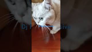 Cute Kitty walking fiercely viralvideo shortvideos youtubeshorts cats shorts viral cute [upl. by Read95]