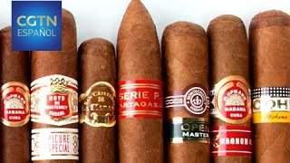 Conozcan a torcedores cubanos y la fábrica de tabaco quotLa Coronaquot [upl. by Duyne]