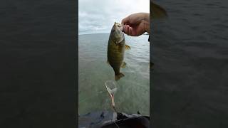 Bass  Fly Fishing flyfishing flyfishinglife bassfishinglife bassfishing bassopener reddington [upl. by Auohc]