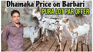 Quality Barbari goats of Zameer Mirza bhai Jalna Maharashtra [upl. by Linnet]