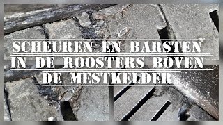 ROOSTERS gaan KAPOT boven de MESTKELDER  Boer Gerrit vlogt [upl. by Reyam]