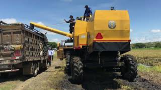 Cosechadora New Holland TC530 realizando Trabajos de Descarga Eficientes [upl. by Kyte156]