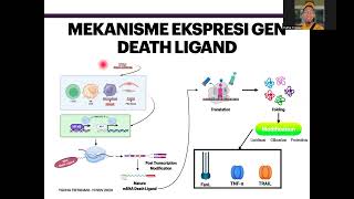 Apoptosis via Extrinsic Pathway FasL [upl. by Nus]