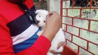 আজকে যাচ্ছি Spitz Puppy আনতে ❤️  Part 1 spitzdog pets ornofpets [upl. by Nassah649]