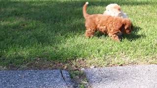 Cavapoo Puppy For Sale [upl. by Nnaitak]