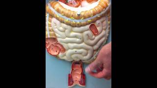 Digestive System Model [upl. by Mcdowell]