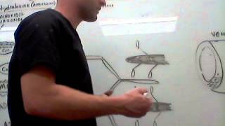 Cardiovascular Hydralazine physiology [upl. by Alleuol]