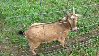 🐐🍎🍏Goats in A Petting Zoo at James Fleming Jr Orchard [upl. by Aseefan]