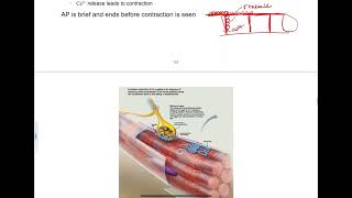 94  ExcitationContraction Coupling [upl. by Lewanna]