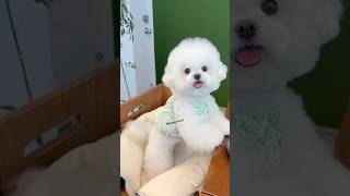 Best Pomeranian Dog In India  How to buy Pomeranian dog Online in India shorts pomeranian dogs [upl. by Raseac]