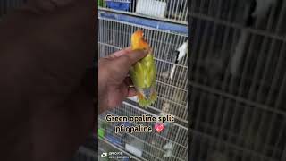 Green opaline split pf opaline  palefellow variety  lovebirds breeding  Lutino opaline lovebird [upl. by Natsyrk]