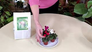 Cyclamen Care What to Know [upl. by Haliek231]