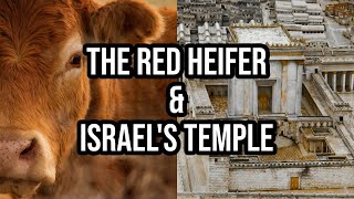 The Red Heifer amp Israels Temple [upl. by Simaj]