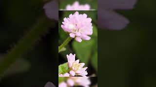 Very Small polygonum thunbengii flowers [upl. by Ailemap473]