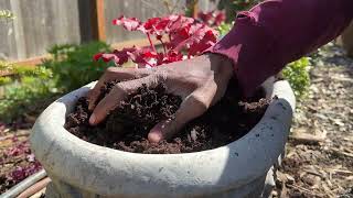 Planting heuchera in containers [upl. by Eissen852]