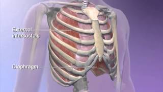 LearnVisible Body  Pulmonary Ventilation [upl. by Solohcin]