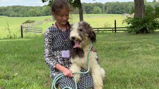 Meet Iris  an F1 Sheepadoodle Puppy from Sheepadoodle pup [upl. by Gustin]