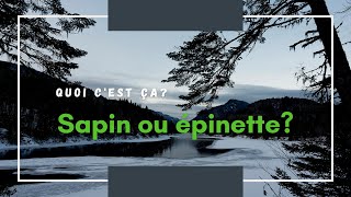 Sapin ou épinette épicéa [upl. by Brottman]