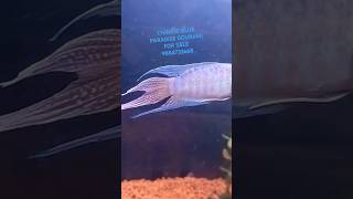 Blue paradisekolathuraquariumfish kolathurmarketviralvideo viralshorts babeaquacultur2013 dj [upl. by Latsryk]