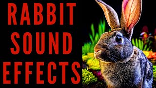 RABBIT SOUND EFFECTS  Rabbit Sound Bites [upl. by Neelahs]