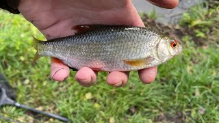 Hooked on Lure Fishing My First Roach Catchquot [upl. by Ennoirb165]