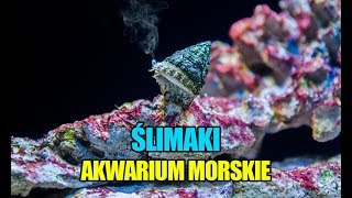 73 Ślimaki  Tectus Trochus Turbo Nassarius Babylonia Strombus  Akwarium morskie [upl. by Eisenhart]