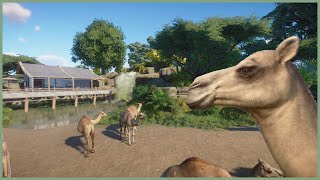 🐪Dromedary camel habitat  Soliuko Zoo  Planet Zoo  speedbuild🍁 [upl. by Barny]