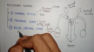 Bulbourethral gland  secretion of bulbourethral  function of bulbourethral gland [upl. by Patnode]