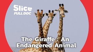 Will this Soon Be the End of Giraffes  FULL DOCUMENTARY [upl. by Nostets]