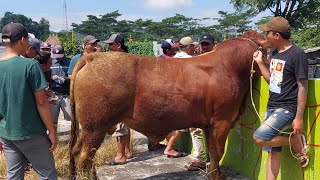 SAPI SUPER DARI WONOSOBO MASUK PASAR GRABAG MAGELANG 🔥🔥 [upl. by Bonne]