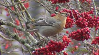 TALLBIT Pine Grosbeak Pinicola Enucleator Klipp  1881 [upl. by Breskin]