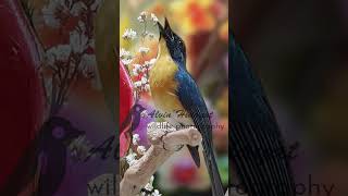 Tickells blue flycatcher Singing E35 burungtledekan birdwatching tledekangunung [upl. by Ynohtnanhoj]