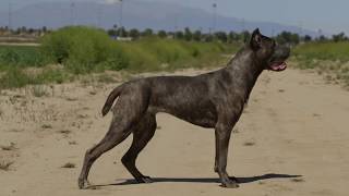 CANE CORSO VERSUS BELGIAN MALINOIS WORKING DOGS [upl. by Erv]