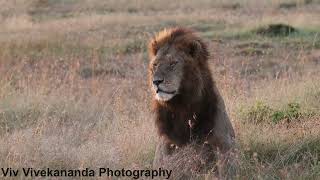 Watch male Lion leader of pride at Masai Mara Kenya who has just awoken at evening after long nap [upl. by Newby]